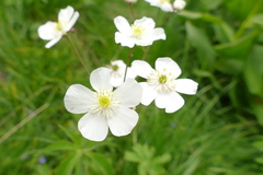 Ranunculus platanifolius