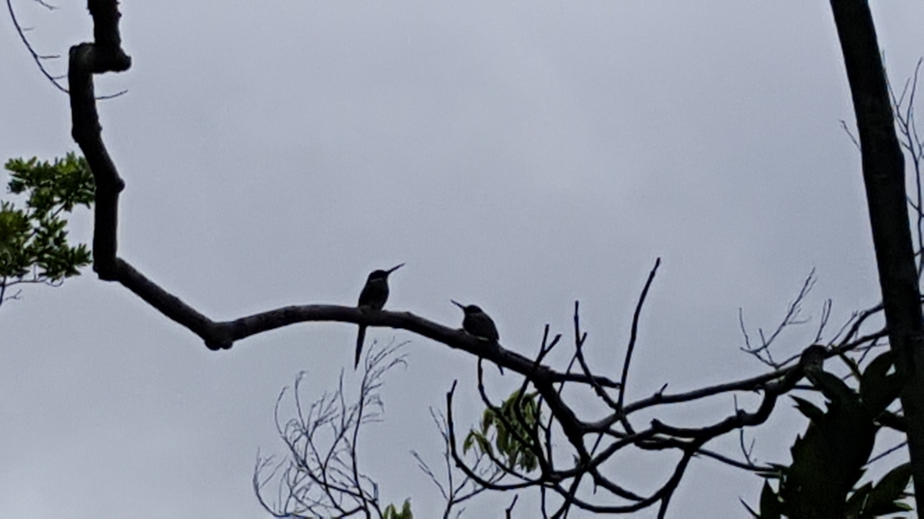 Paradise Jacamar