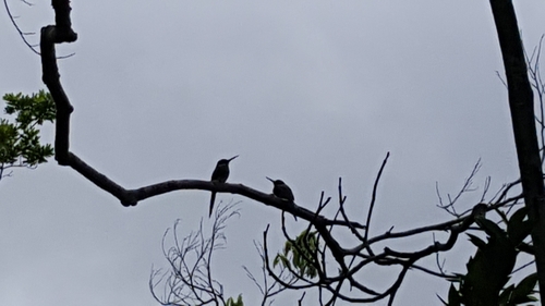 Paradise Jacamar
