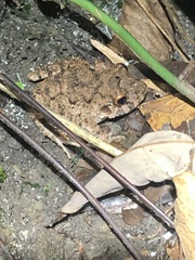 Oreobates quixensis