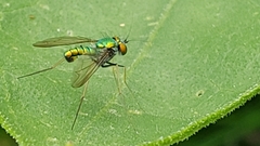 Condylostylus comatus