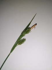 Carex pallescens