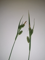 Carex pallescens