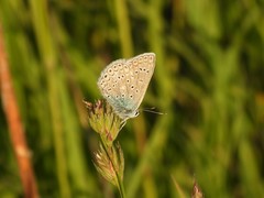 Polyommatus icarus