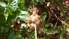 Andricus quercusramuli