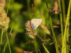 Polyommatus icarus