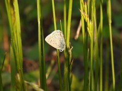 Polyommatus icarus