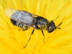 Odontomyia microleon