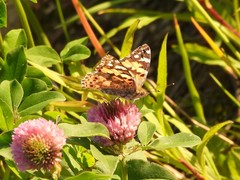Vanessa cardui