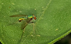 Condylostylus comatus