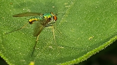 Condylostylus comatus