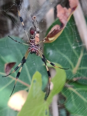 Trichonephila clavipes image