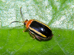 Kuschelina tenuilineata