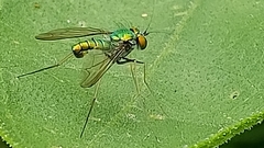 Condylostylus comatus