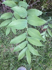 Polygonatum biflorum