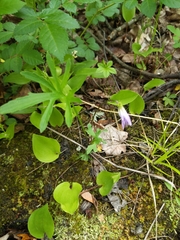 Viola brittoniana