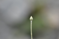 Xeranthemum cylindraceum