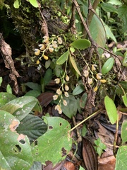 Stelis pilosa