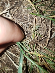 Zachaeus crista