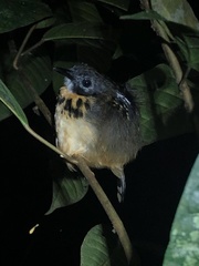 Hylophylax naevius