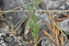 Xeranthemum cylindraceum