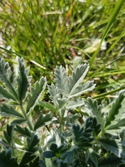 Potentilla effusa