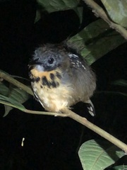 Hylophylax naevius