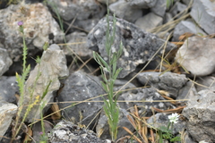 Xeranthemum cylindraceum