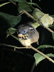 Hylophylax naevius