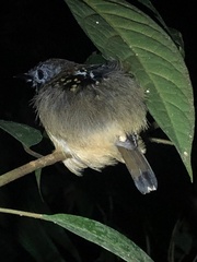 Hylophylax naevius