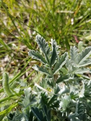 Potentilla effusa