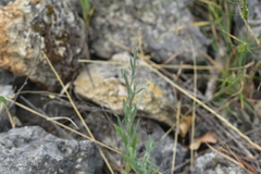 Xeranthemum cylindraceum