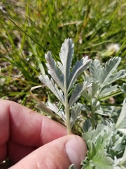 Potentilla effusa