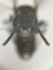 Hylaeus polifolii