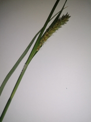 Carex