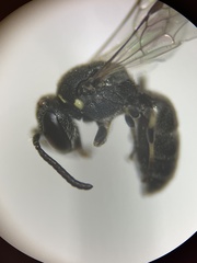 Hylaeus polifolii