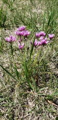 Allium perdulce