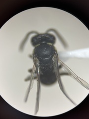 Hylaeus polifolii