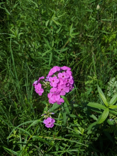 Smooth phlox (Phlox glaberrima)