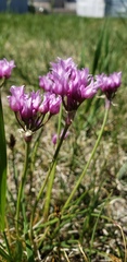 Allium perdulce