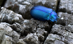 Oreina caerulea