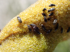 Telmatophilus typhae