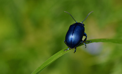Oreina caerulea