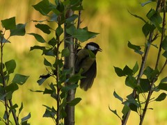 Parus major