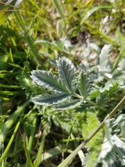 Potentilla effusa