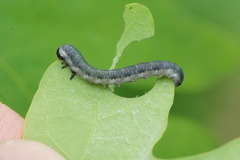 Craterocercus fraternalis