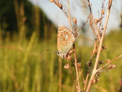 Polyommatus icarus