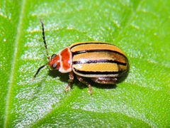 Kuschelina tenuilineata