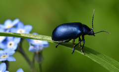 Oreina caerulea