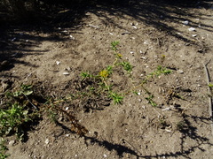 Centromadia parryi australis